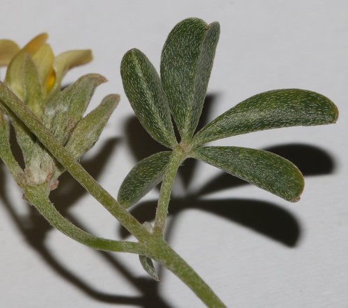 Image of Lotononis acutiflora by (c) Brian du Preez, some rights reserved (CC BY-SA)