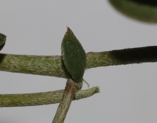 Image of Lotononis acutiflora by (c) Brian du Preez, some rights reserved (CC BY-SA)