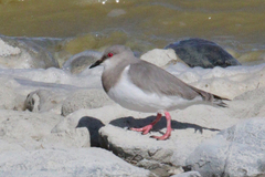 Magellanic Plover photo 4