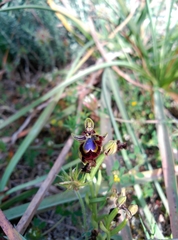 Ophrys speculum
