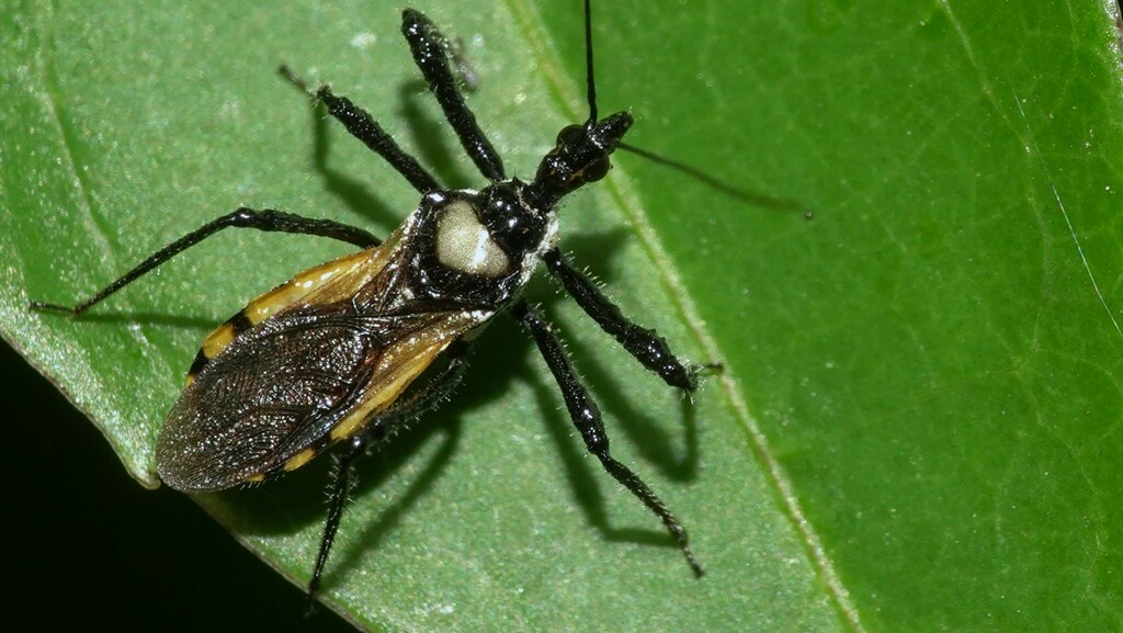 Sphedanolestes signatus