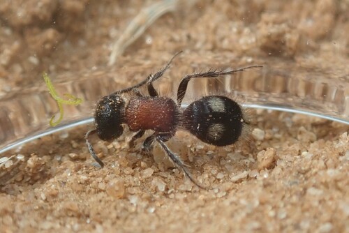 Blakeius bipunctatus