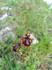 Ophrys speculum
