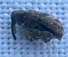 Anthonomus pomorum