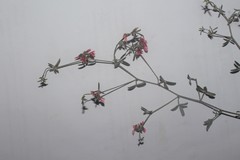 Lotononis parviflora