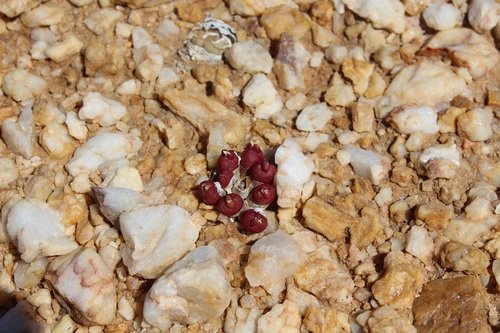 Image of Oophytum nanum by (c) Brian du Preez, some rights reserved (CC BY-SA)