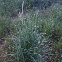 Phalaris coerulescens