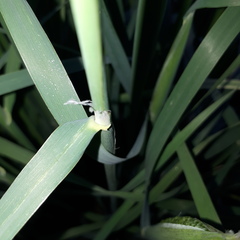 Phalaris coerulescens
