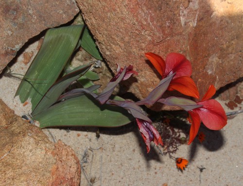 Image of Gladiolus equitans by (c) Brian du Preez, some rights reserved (CC BY-SA)