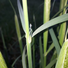 Phalaris coerulescens