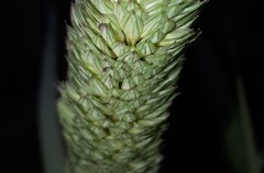 Phalaris coerulescens