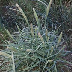 Phalaris coerulescens