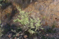 Psoralea hamata