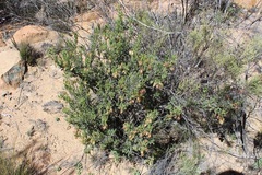 Lessertia spinescens