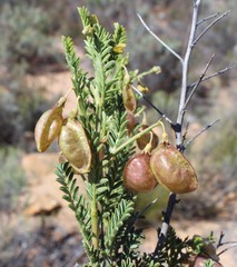 Lessertia spinescens