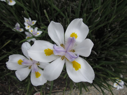 Dietes grandiflora