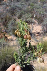 Lessertia spinescens