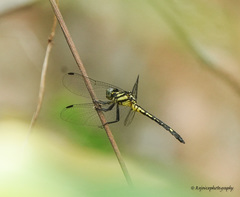Hylaeothemis