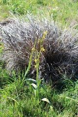 Moraea pendula