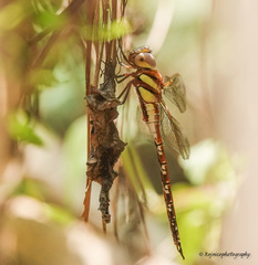 Anaciaeschna jaspidea