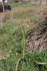 Moraea pendula