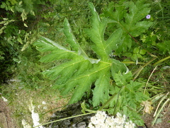 Heracleum sphondylium pyrenaicum