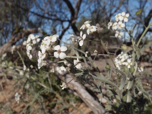 Image of Dimorphocarpa pinnatifida by (c) Sue Carnahan, some rights reserved (CC BY)