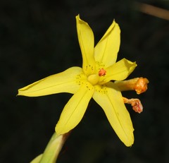 Moraea pendula