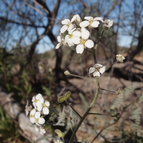 Image of Dimorphocarpa pinnatifida by (c) Sue Carnahan, some rights reserved (CC BY)