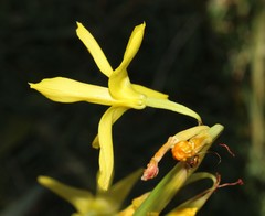 Moraea pendula
