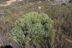 Protea namaquana