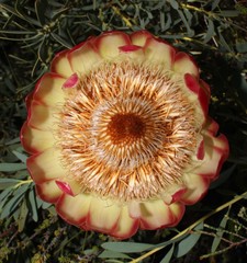 Protea namaquana