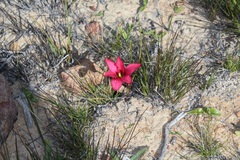 Romulea speciosa