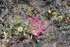 Pelargonium incrassatum