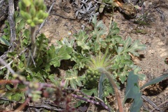 Pelargonium incrassatum