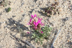 Pelargonium incrassatum