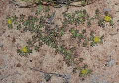 Leobordea pentaphylla