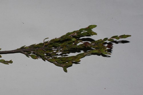 Image of Agathosma namaquensis by (c) Brian du Preez, some rights reserved (CC BY-SA)