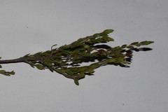 Agathosma namaquensis