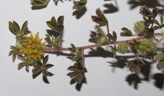 Leobordea pentaphylla