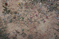 Lotononis parviflora