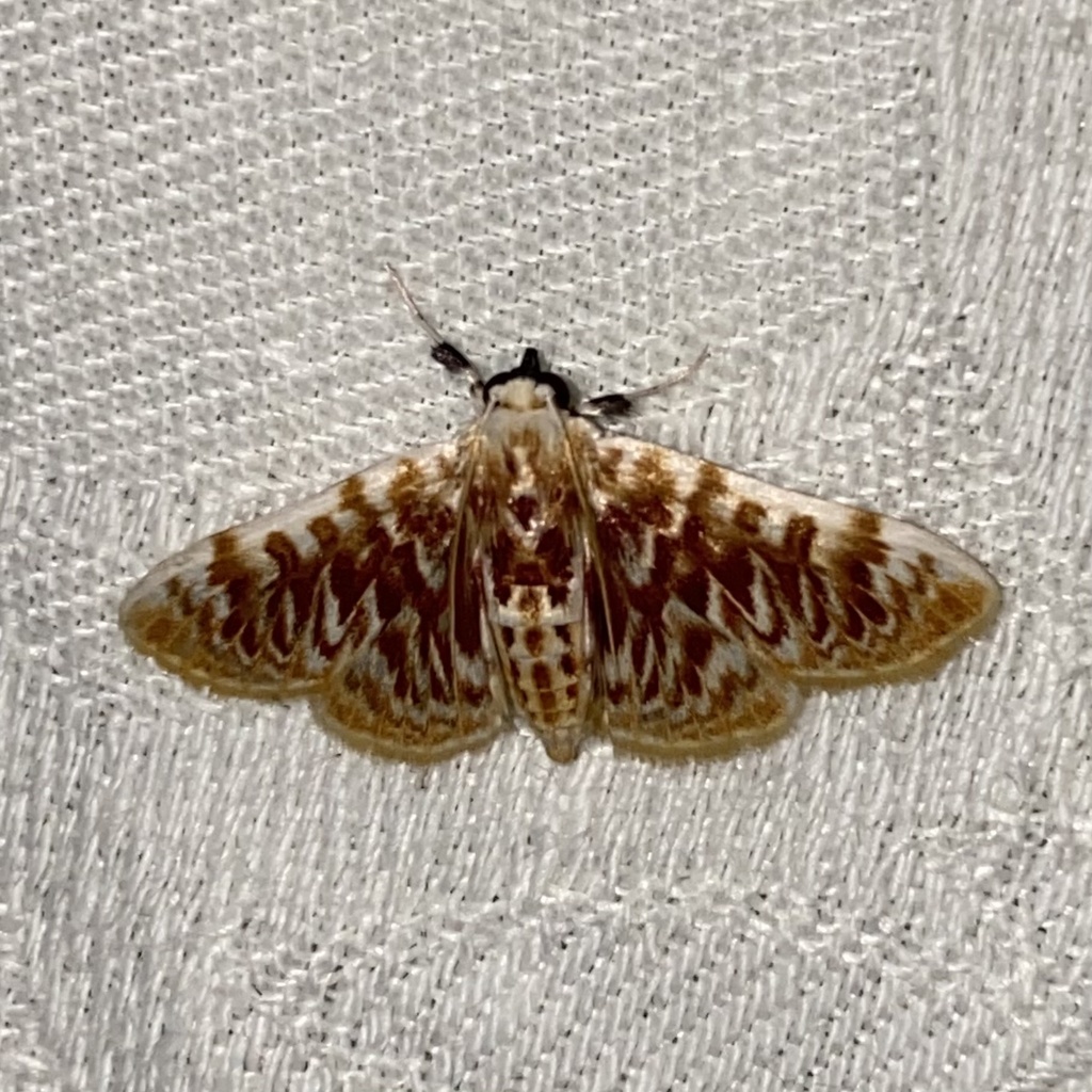 Polygrammodes sanguinalis