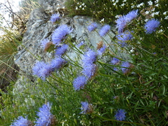 Jasione laevis
