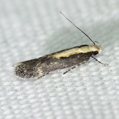 Aroga paraplutella