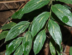 Stichoneuron membranaceum