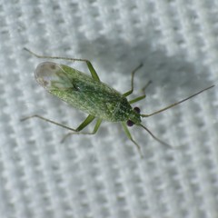 Orthotylus coagulatus