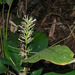 Dracaena spicata - Photo (c) Rejoice Gassah, algunos derechos reservados (CC BY), subido por Rejoice Gassah