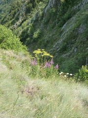 Heracleum sphondylium pyrenaicum