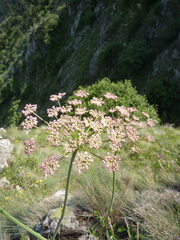 Laserpitium latifolium