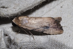 Tachosa brunnescens